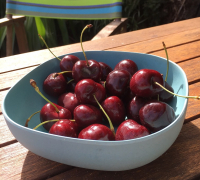 Cherries in bowl cropped