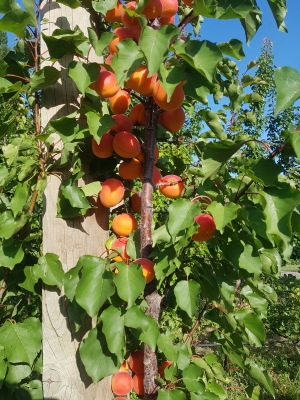 Nz summer crop load