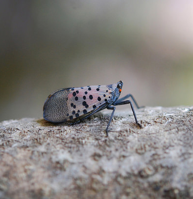 Spotted lanternfly 2