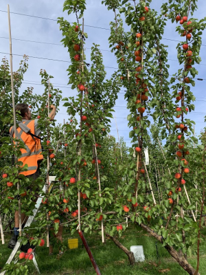 FOPS Pruning Workshop